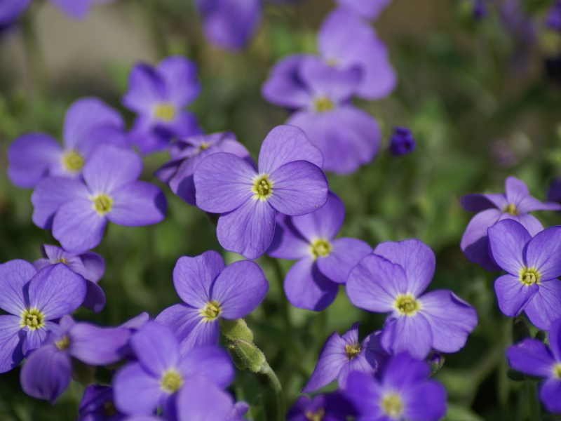 Blaukissen