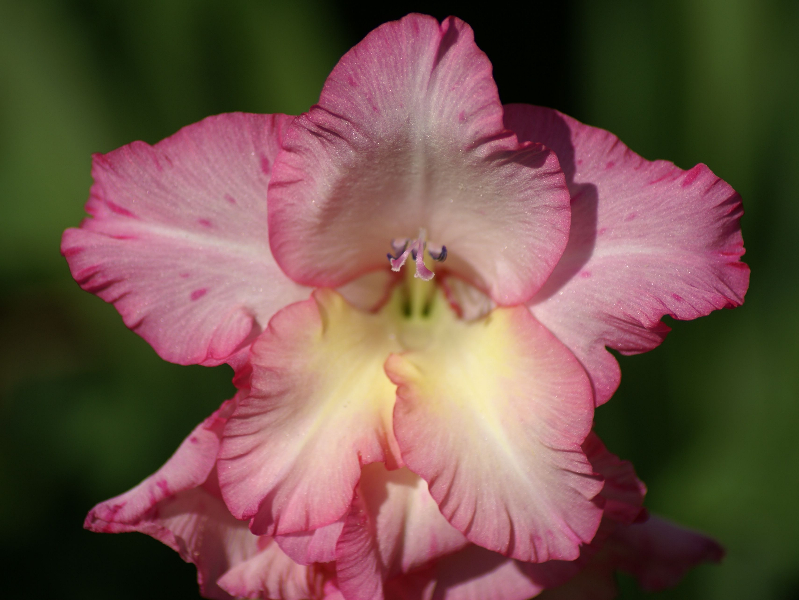 Gladiole