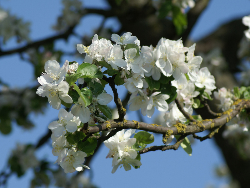 Kirschblüte