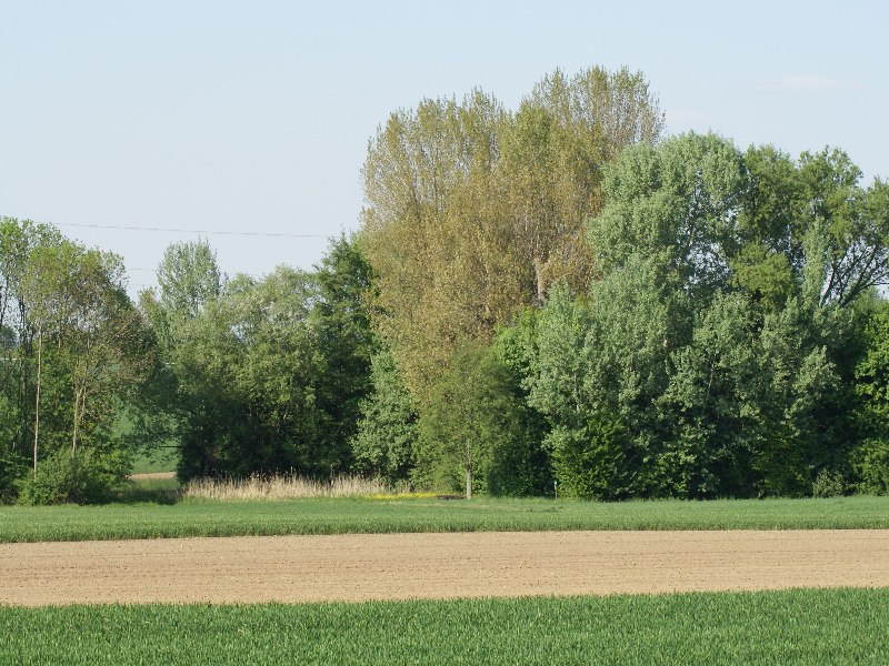 Vöhingen