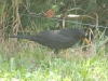Amsel-1