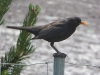 Amsel-2
