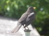 Amsel-3