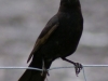 Amsel
