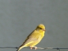 Junger Grünfink