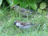Spatz und Grünfink
