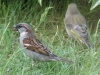 Spatz und Grünfink